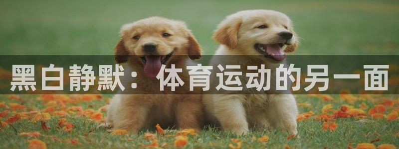 九球体育nba